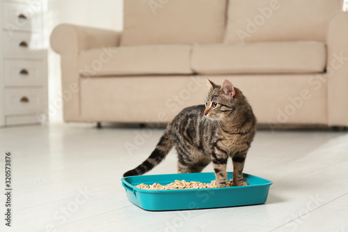 Tabby cat near litter box at home photo