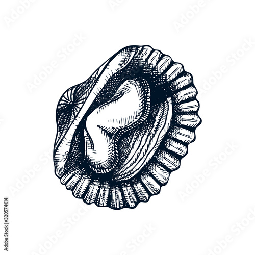 Cooked cockle shells illustrations. Edible marine molluscs. Shellfish and seafood restaurant design element. Hand drawn mussels sketch isolated on white background. 