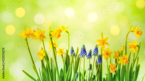 Beautiful spring background with yellow daffodil and muscari flowers. Sunny gardening composition.