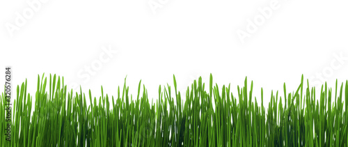 Young green grass on white background.