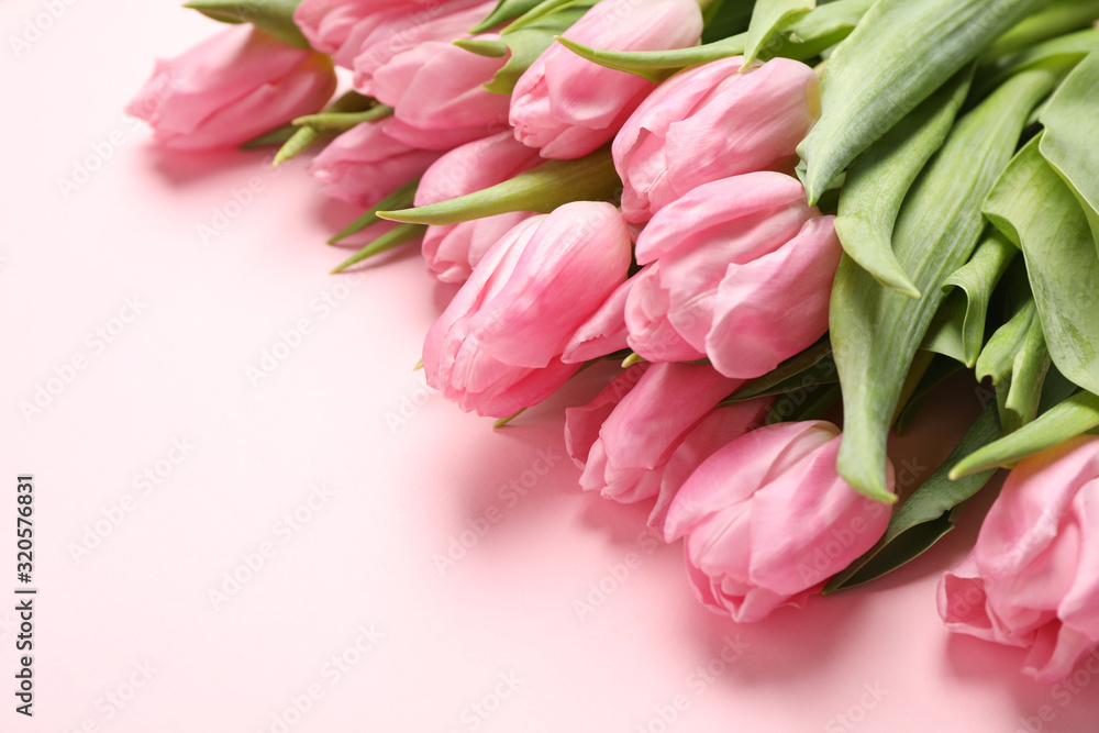 Beautiful tulips on pink background, close up Beautiful tulips on pink background, close up