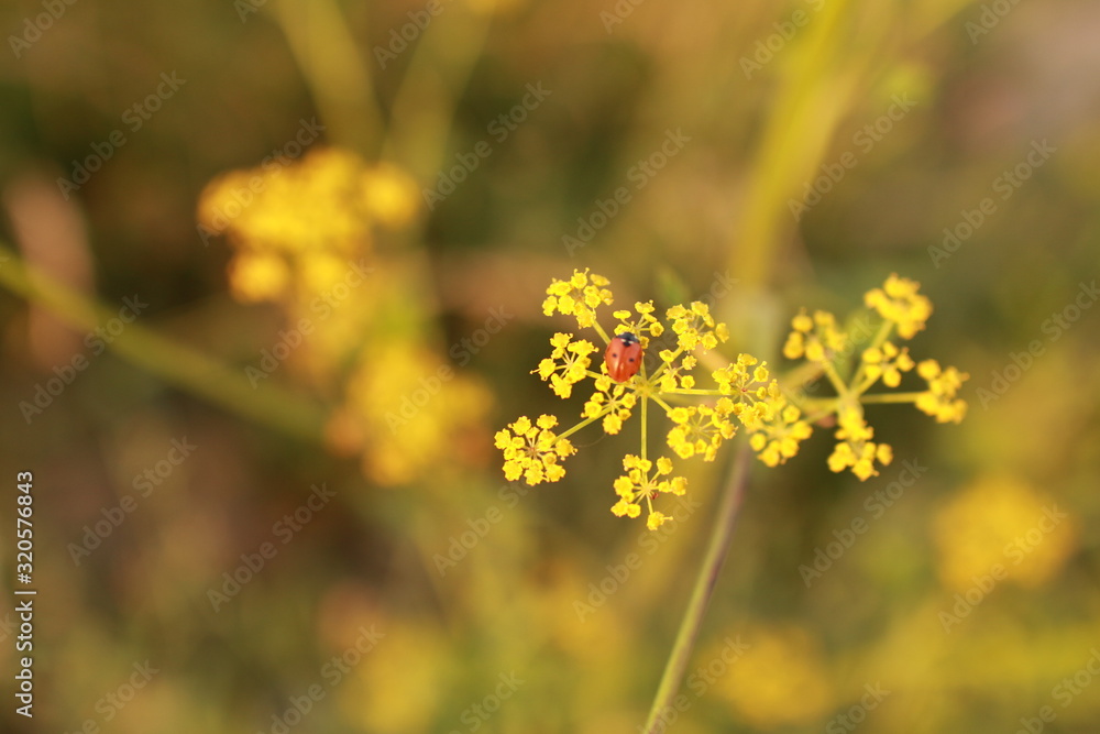 Obraz premium yellow flowers on a background