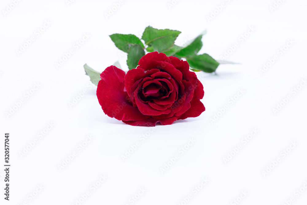 Beautiful red rose isolated on white background.