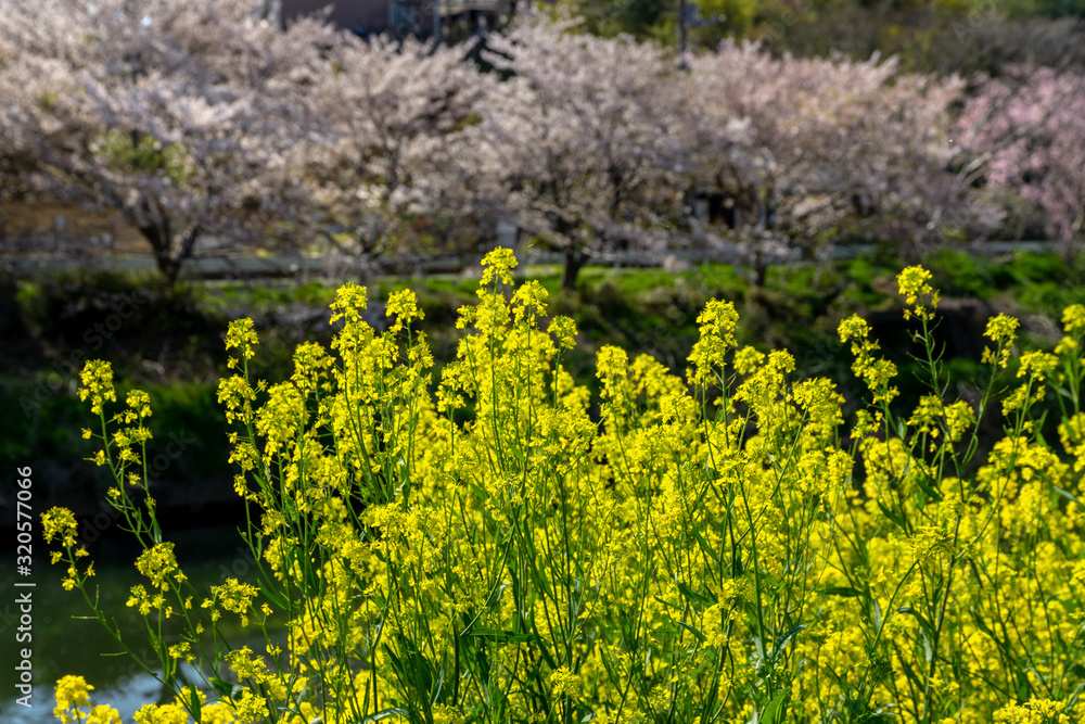 Obraz premium 菜の花畑