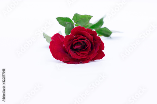 Beautiful red rose isolated on white background.