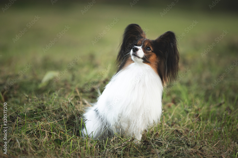 Beautiful papillon dog sitting in the green grass field in summer. Continental toy spaniel outdoors. Close-up