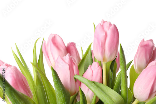 Beautiful pink tulips isolated on white background  close up