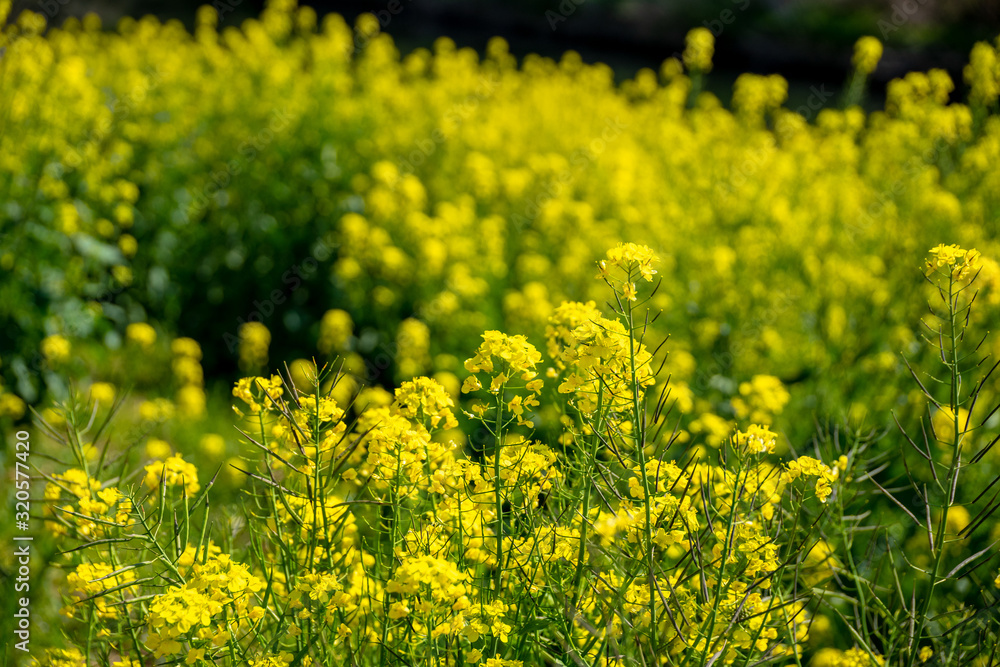 Obraz premium 菜の花畑