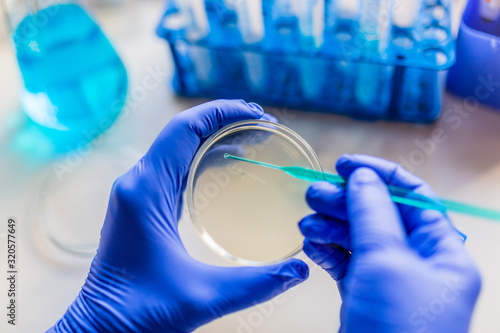 Medical diagnostic laboratory. Culture of microbiological material in a microbiological laboratory.