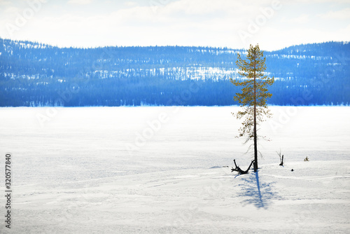 Panoramic view of the frozen lake. Lonely trees close-up. Snow-covered mountains and coniferous forest in the background. Clear blue sky. Kola Peninsula, Murmansk region, Polar Circle, Karelia, Russia photo