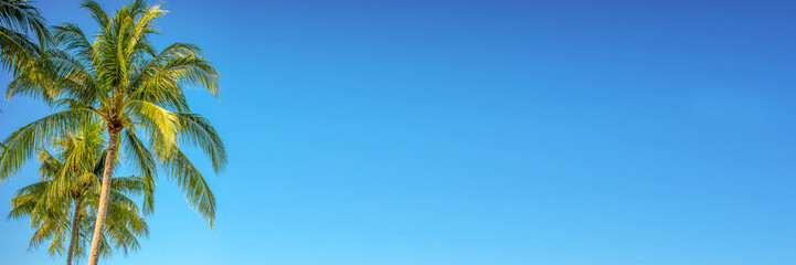 Palm tree on panoramic blue sky background with copy space, tropical travel web banner
