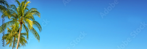 Palm tree on panoramic blue sky background with copy space, tropical travel web banner photo