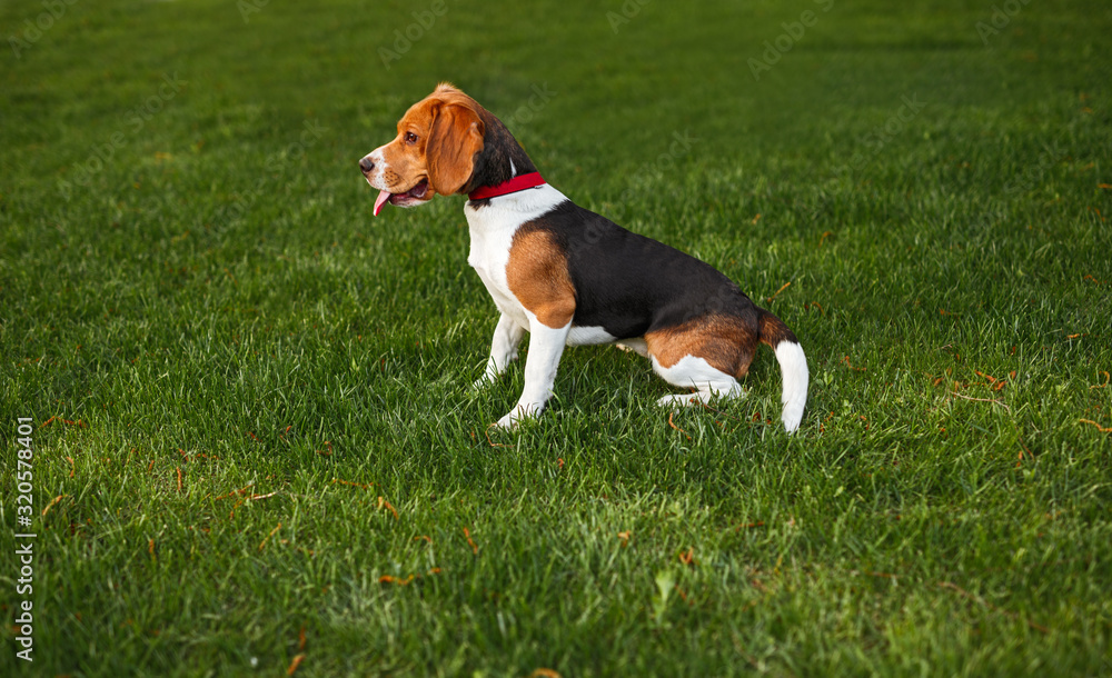 Obedient dog sitting on grass Obedient dog sitting on grass