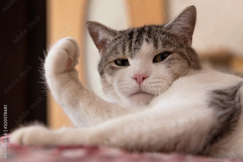 A white and gray cat is lying, raising its paw and looking at you. The concept of an animal's displeased, dismissive, or attentive look. A white and gray cat is lying, raising its paw and looking at you. The concept of an animal's displeased, dismissive, or attentive look.