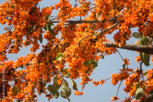 Tableau sur toile Orange flower or Butea monosperma flower