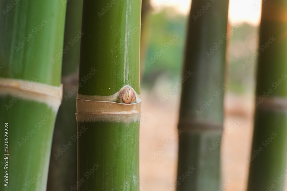 Fototapeta premium Group of green jointed and bud bamboo tree in the garden with soft orange light in evening close-up.