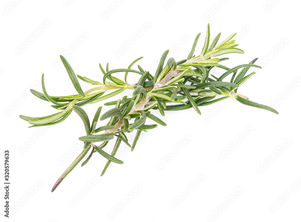 Fototapeta premium Rosemary isolated on white background