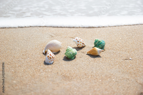 Shells on the beach at the sea concept summer for travel and holiday with soft wave background