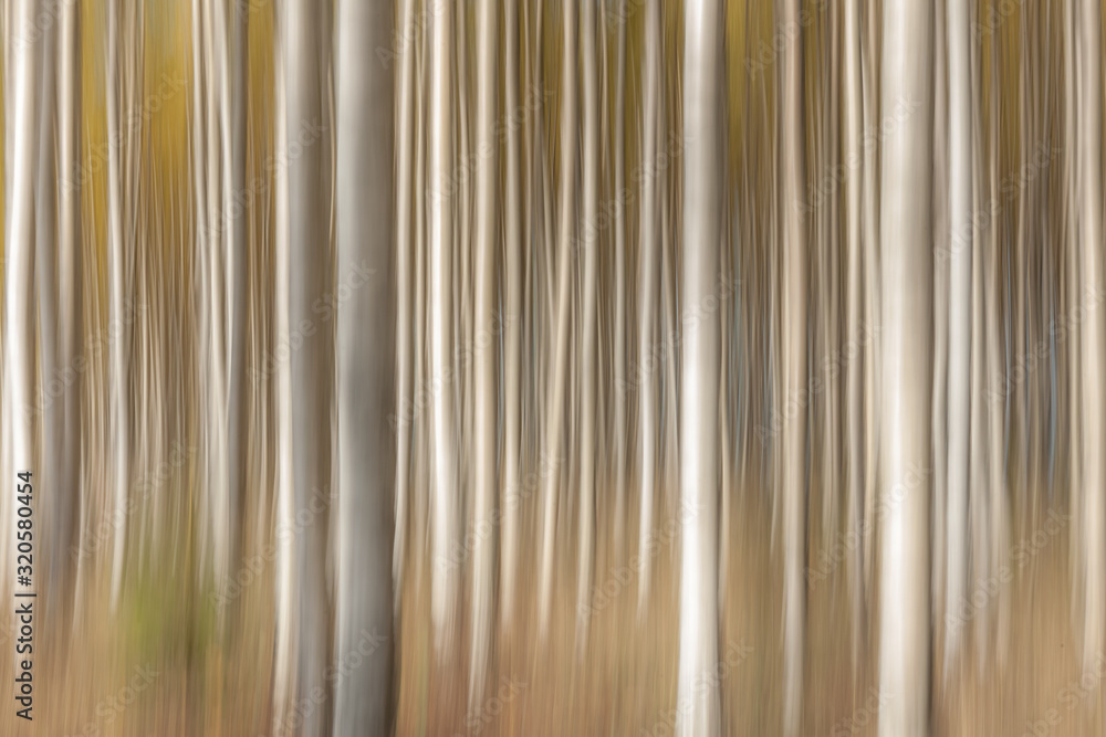 Obraz premium Birch trees on a bright sunny day. Abstract photo. Colorful textured background. long shutter speed., selective focus