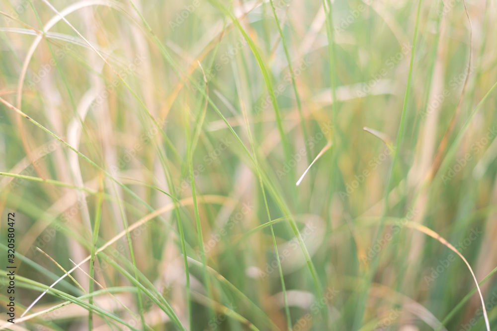 Obraz premium Blurry foliage bokeh 1
