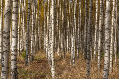 Birch trees with fresh green leaves in autumn. Sweden, selective focus