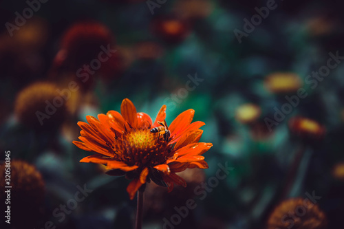 Red color mexican sunflower with a small bee sucking the nectar.