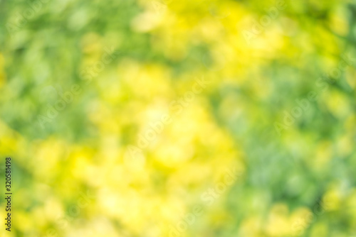 Blurry foliage bokeh