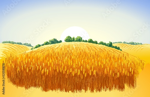 Vector rural summer landscape a field of ripe wheat on hills