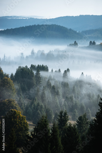 Misty landscape with spruce forest.Carpathian mountains in the background. © szaboerwin