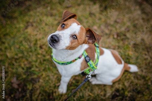 Fotografi Cute brown and white young jack russel terrier, a mongrel dog with harness on, sitting on dry grass on a winter day in a park looking up