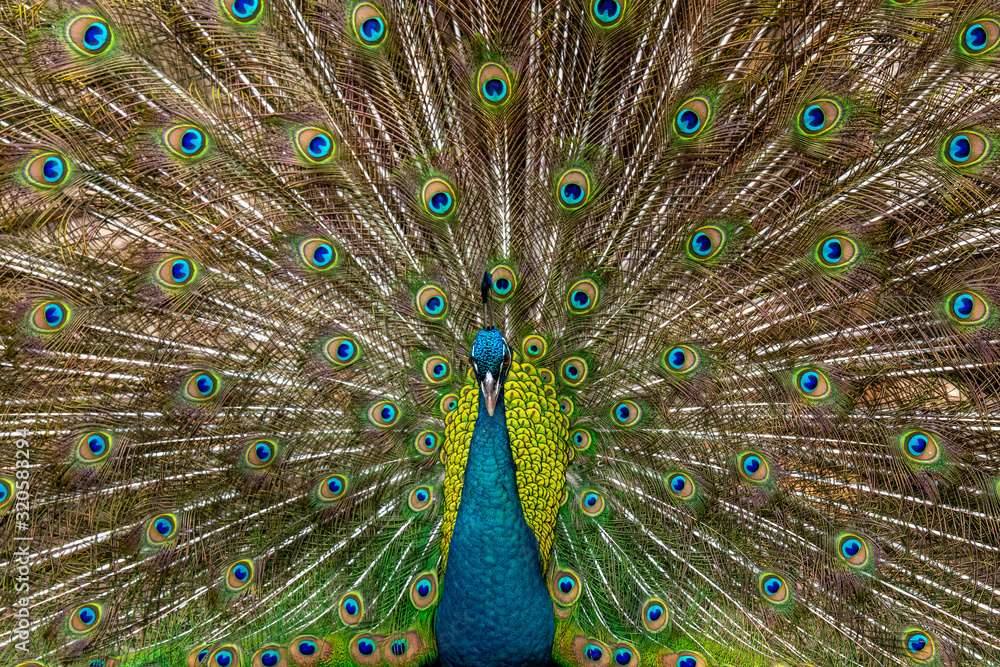 Fototapeta premium Paw z pięknymi piórami