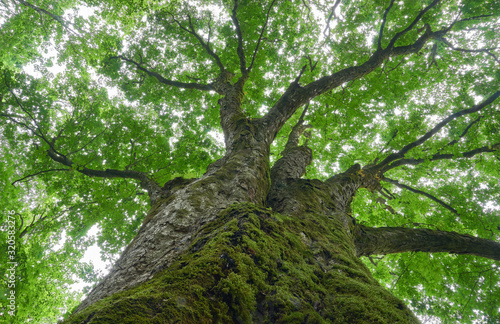 大きな木　新緑のイメージ
