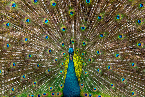Peacock that shows beautiful feathers