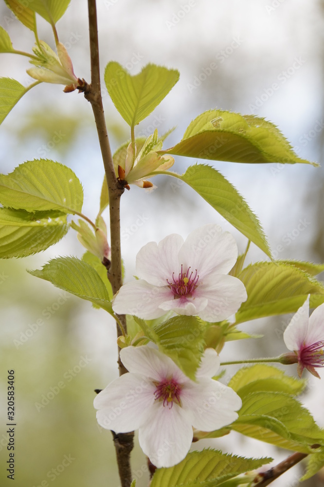 Obraz premium Frühlingsblüten
