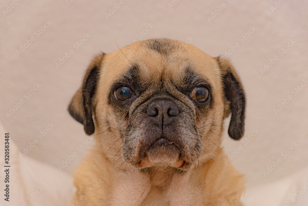 Obraz premium Pug dogs lady at a portrait shooting