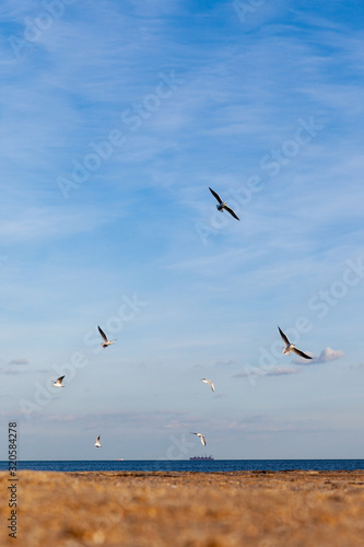 Seagulls in flight over the winter sea