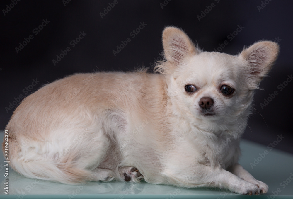 Weißer Chihuahua in Ruhestellung Weißer Chihuahua in Ruhestellung