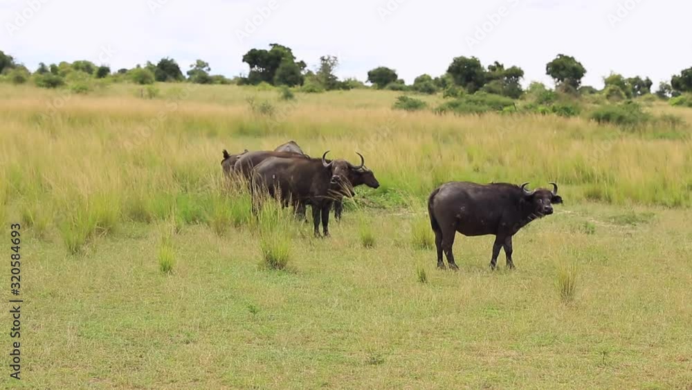 Black african buffalo graze on the background of the wild landscape Black african buffalo graze on the background of the wild landscape