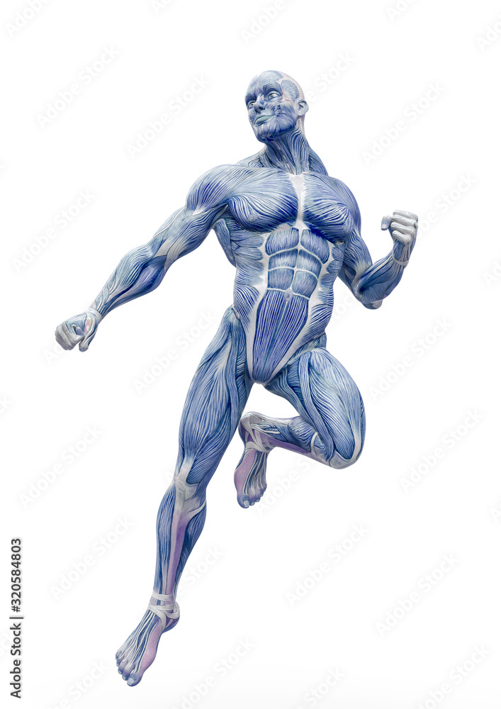 muscleman anatomy with a heroic body is floating in white background muscleman anatomy with a heroic body is floating in white background