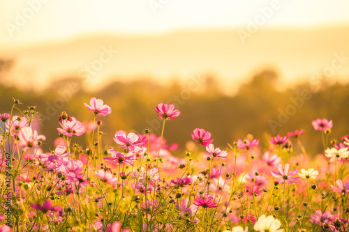 Fototapeta Naklejka Na Ścianę i Meble -  Beautiful cosmos flowers blooming in garden with sunset light