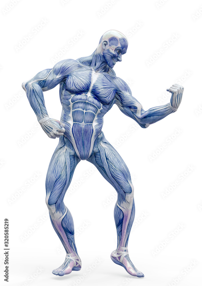 muscleman anatomy heroic body doing a bodybuilder pose six in white background muscleman anatomy heroic body doing a bodybuilder pose six in white background