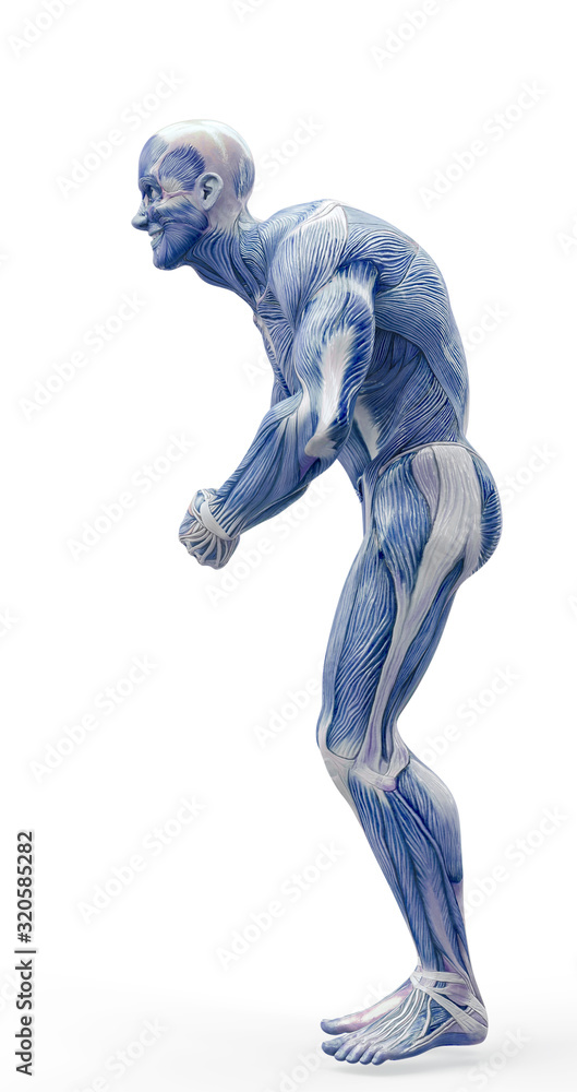 muscleman anatomy heroic body doing a bodybuilder pose seven in white background muscleman anatomy heroic body doing a bodybuilder pose seven in white background