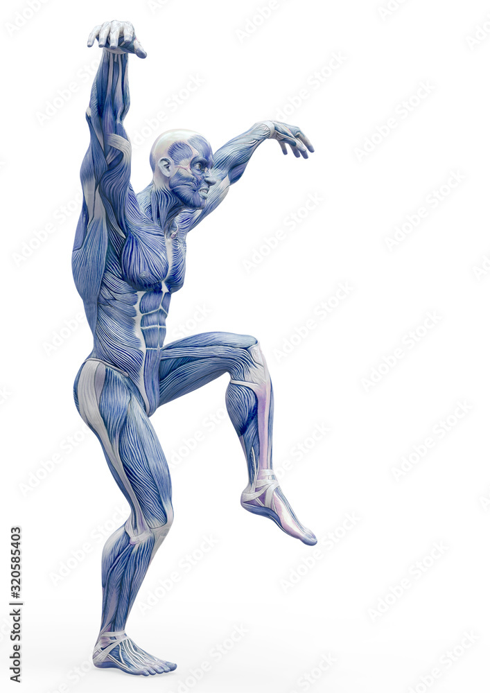 muscleman anatomy heroic body doing a karate pose in white background muscleman anatomy heroic body doing a karate pose in white background