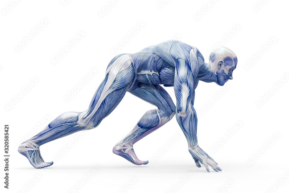 muscleman anatomy heroic body doing a runner pose in white background muscleman anatomy heroic body doing a runner pose in white background