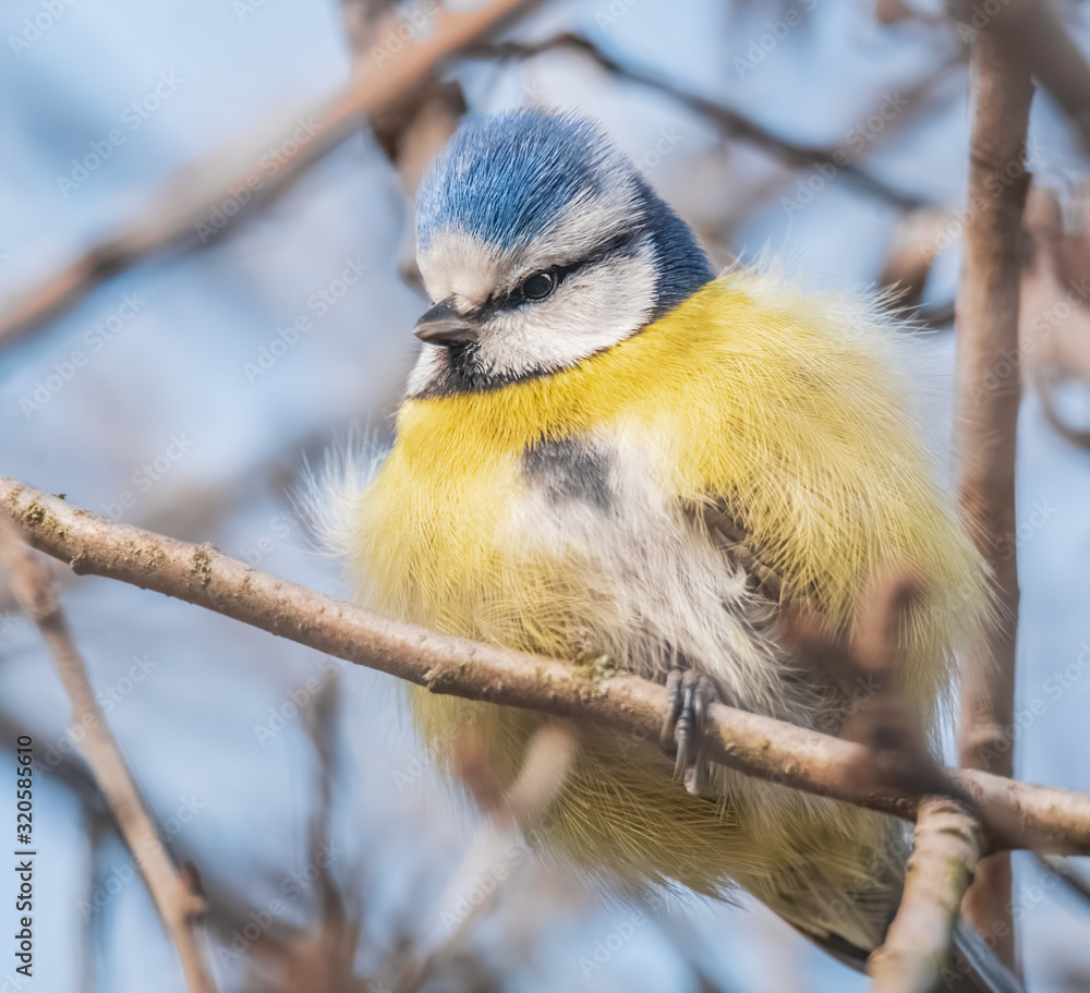 Fototapeta premium Aufgeplusterte Blaumeise im Baum