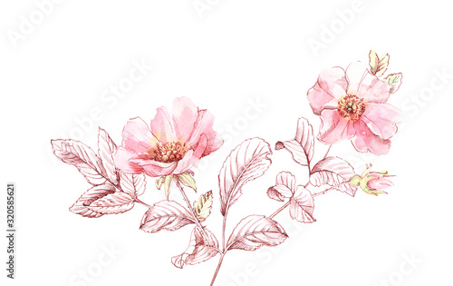 Watercolor Briar branches sketch. Botanic hand drawn illustration. Big flowrs with ink leaves isolated on white for cosmetics, wedding, greeting cards