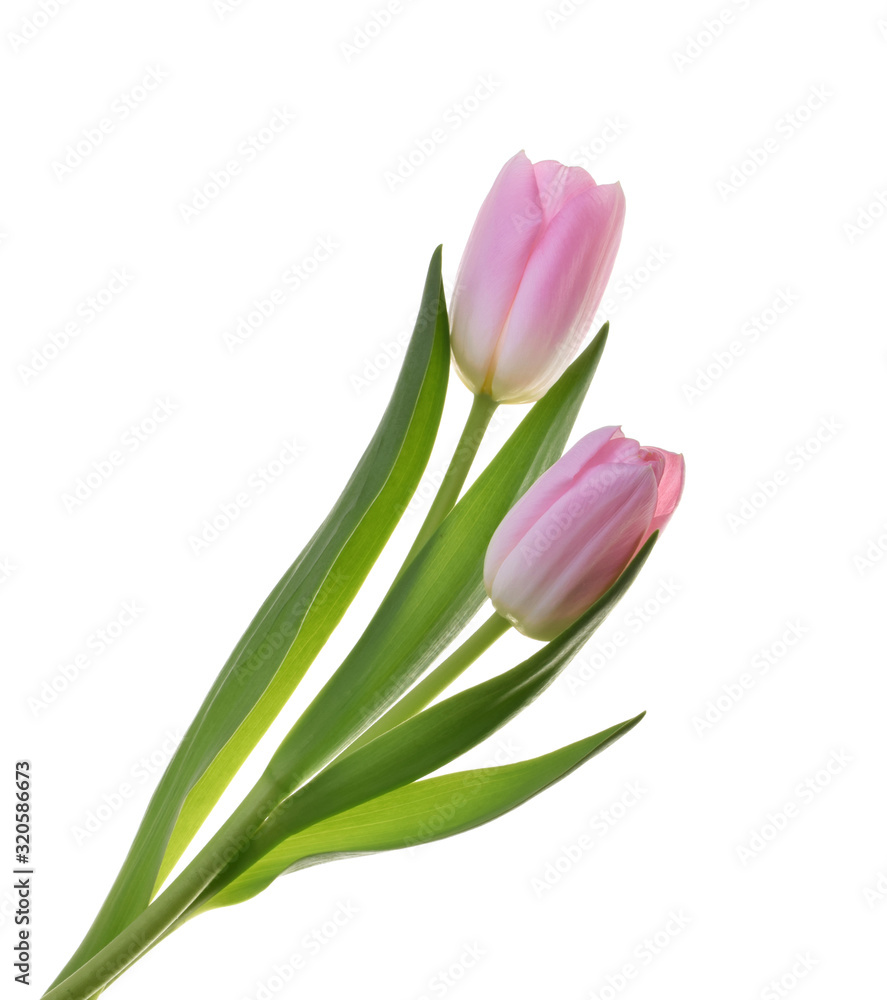 pink tulip flowers isolated without shadow clipping path pink tulip flowers isolated without shadow clipping path