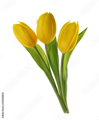 yellow tulip flowers isolated without shadow