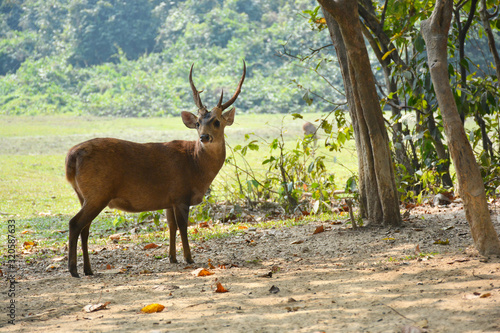 Hog Deer is drinking water