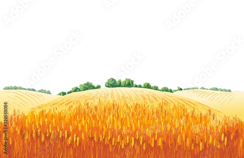 Vector rural summer landscape a field of ripe wheat on hills